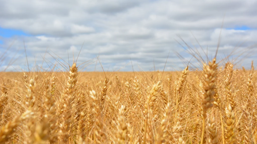 Field of wheat under a cloudy sky.