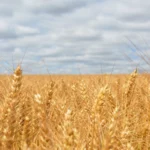 Field of wheat under a cloudy sky.