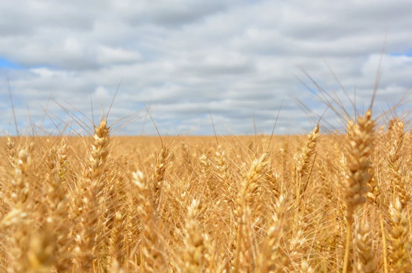 Field of wheat under a cloudy sky.